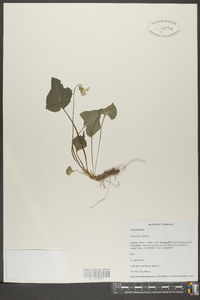 Viola villosa image