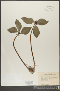 Trillium cuneatum image