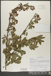 Rubus flagellaris image