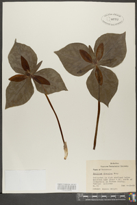 Trillium discolor image