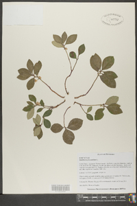 Gaultheria procumbens image