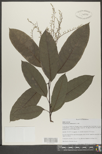 Oxydendrum arboreum image