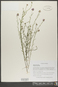 Polygala mariana image