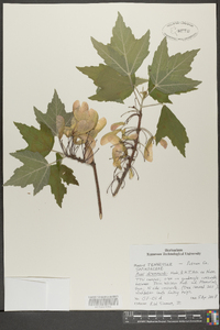 Acer drummondii image