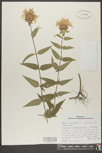 Monarda fistulosa subsp. fistulosa image