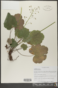 Heuchera americana image