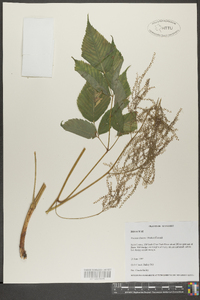 Aruncus dioicus image