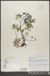 Delphinium tricorne image