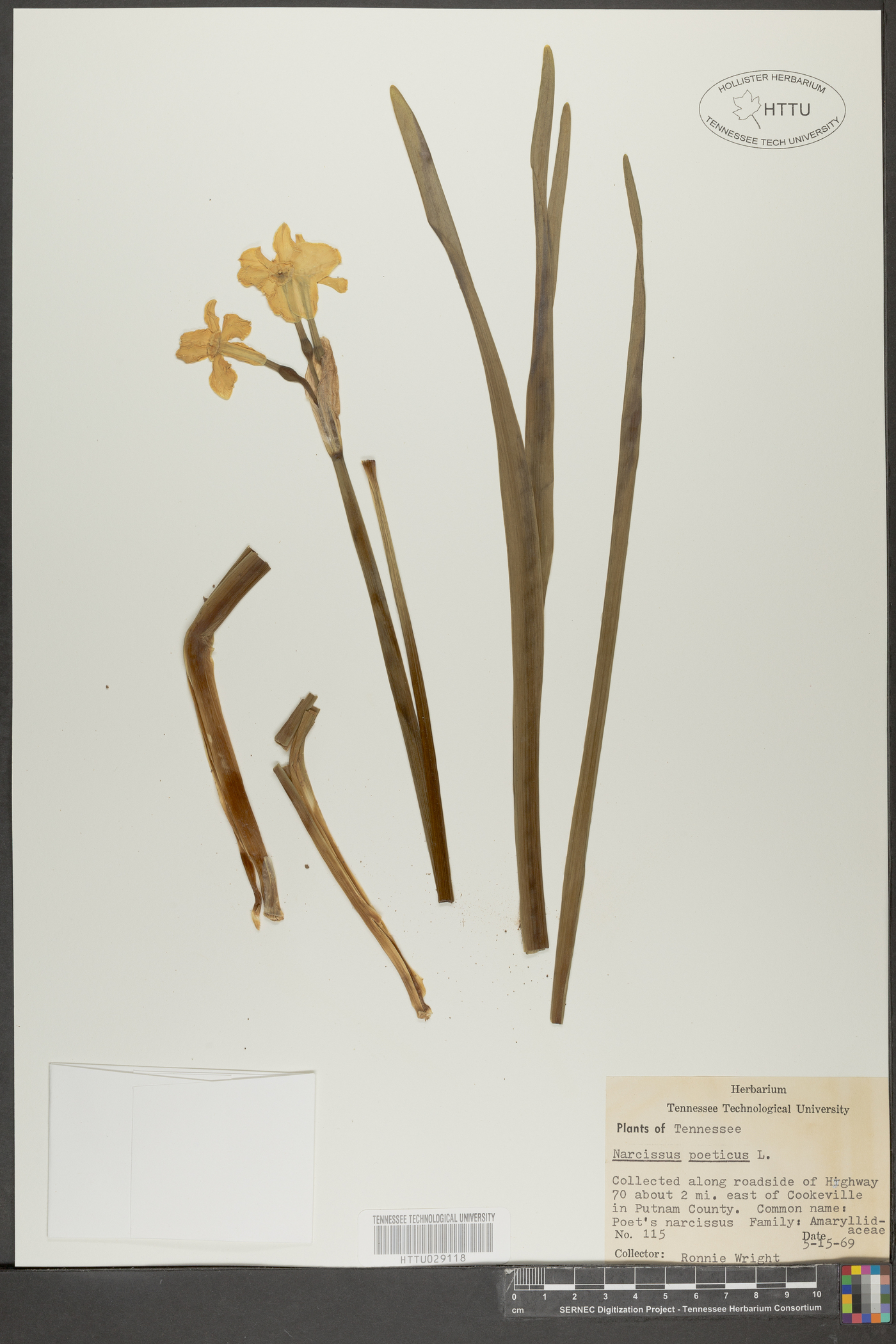 Narcissus poeticus image