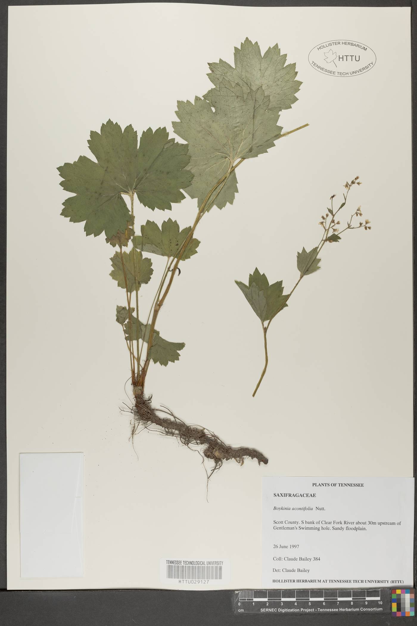 Boykinia aconitifolia image