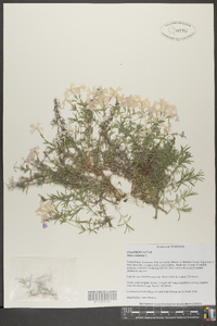 Phlox subulata image