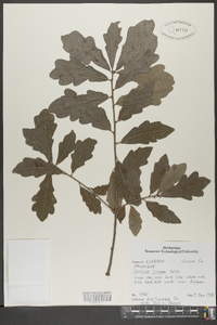 Quercus sinuata image