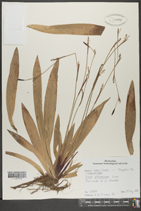 Carex plantaginea image