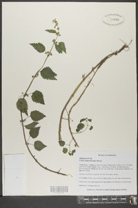 Urtica chamaedryoides image