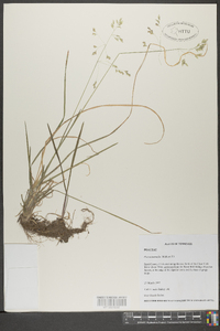 Poa autumnalis image