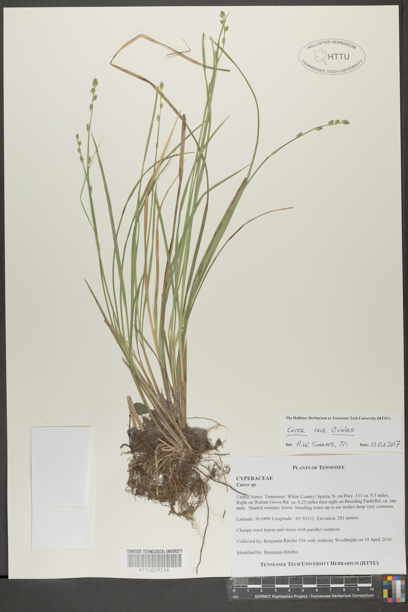 Carex ovalis image