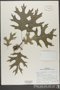 Quercus shumardii image