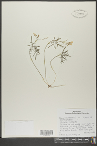 Cardamine dissecta image