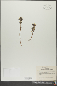 Obolaria virginica image