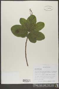 Cotinus obovatus image