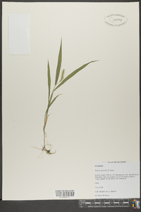 Pennisetum glaucum image