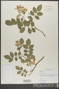 Rosa multiflora image