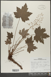 Heuchera villosa image