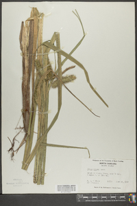 Carex comosa image