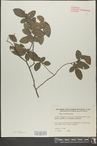 Ulmus crassifolia image