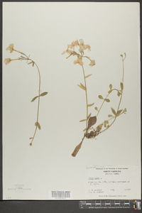 Phlox ovata image