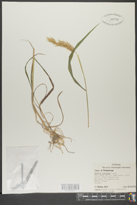 Hordeum pusillum image