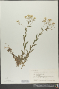 Draba ramosissima image