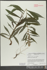 Solidago lancifolia image