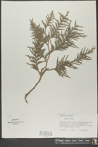 Thuja occidentalis image