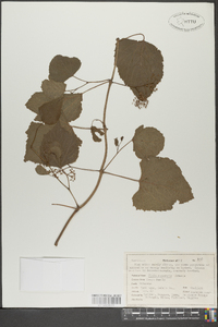 Vitis rupestris image