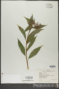 Amsonia tabernaemontana image