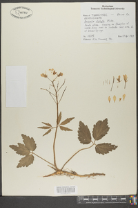 Cardamine diphylla image