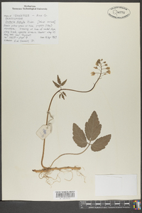 Cardamine diphylla image