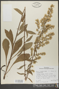 Solidago erecta image