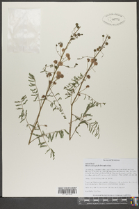 Mimosa microphylla image