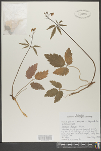 Cardamine diphylla image