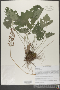 Tiarella cordifolia image