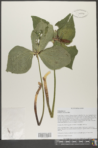 Trillium cuneatum image