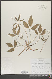 Cardamine diphylla image