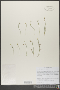 Sisyrinchium albidum image