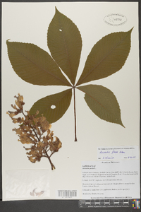 Aesculus flava image