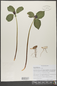 Trillium recurvatum image