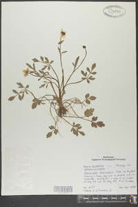 Ranunculus fascicularis image