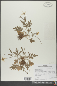 Ranunculus fascicularis image