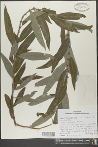 Salix caroliniana image